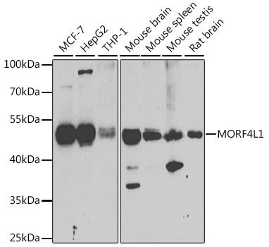 Western blot - MORF4L1 Polyclonal Antibody 