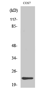 Fig1:; Western Blot analysis of various cells using Cerebellin 4 Polyclonal Antibody