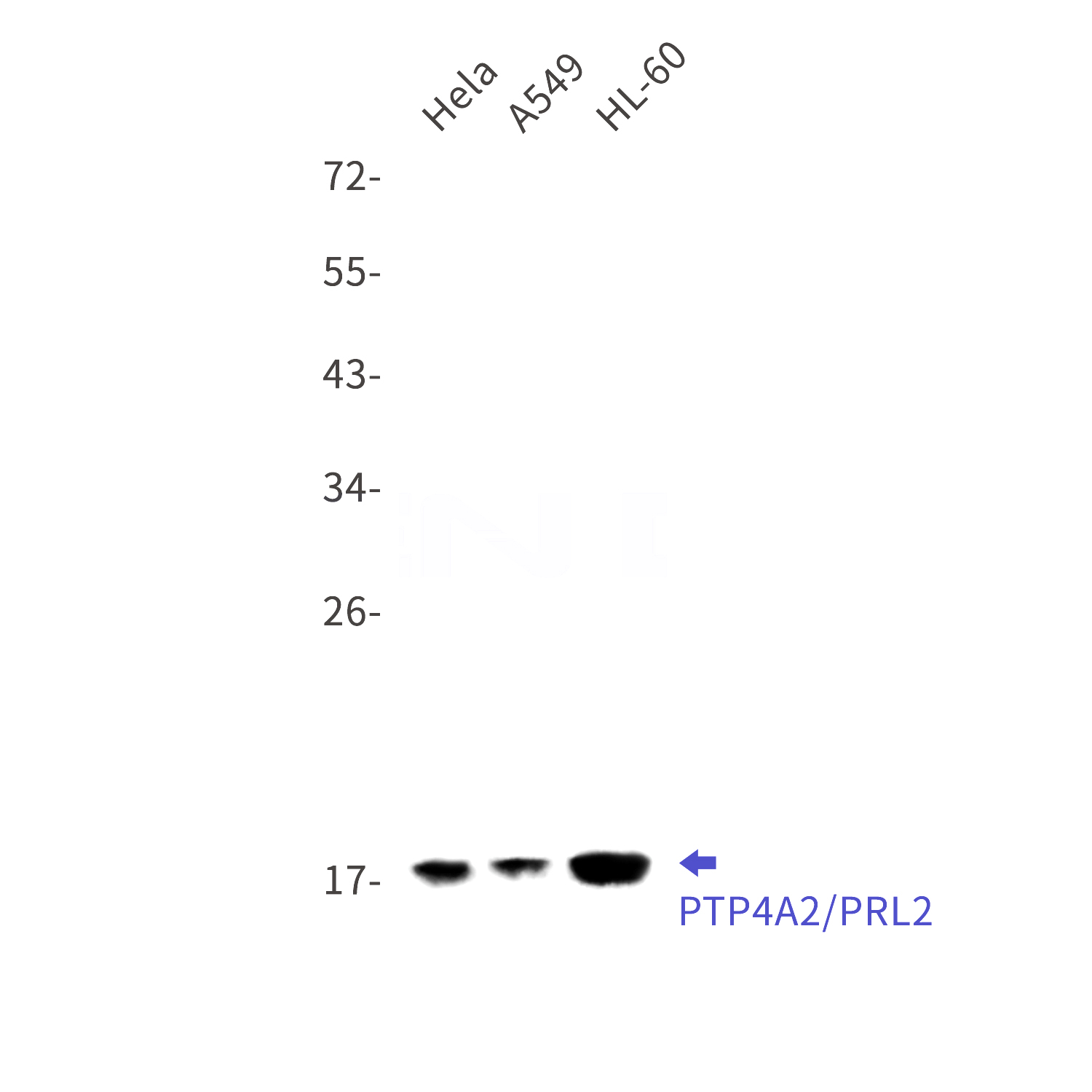 Western blot detection of PTP4A2/PRL2 in Hela,A549,HL-60 cell lysates using PTP4A2/PRL2 Rabbit mAb(1:1000 diluted).Predicted band size:19kDa.Observed band size:19kDa.