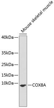 Western blot - COX8A Polyclonal Antibody 