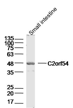 Fig1: Sample: Small intestine (Mouse)Lysate at 40 ug; Primary: Anti-C2orf54 at 1/300 dilution; Secondary: IRDye800CW Goat Anti-RabbitIgG at 1/20000 dilution; Predicted band size: 50kD; Observed band size: 50kD
