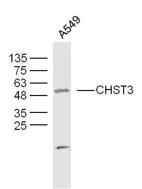 Fig1: Sample: A549 (human)Cell Lysate at 40 ug; Primary: Anti-CHST at 1/300 dilution; Secondary: IRDye800CW Goat Anti-Rabbit IgG at 1/20000 dilution; Predicted band size: 55 kD; Observed band size: 55 kD