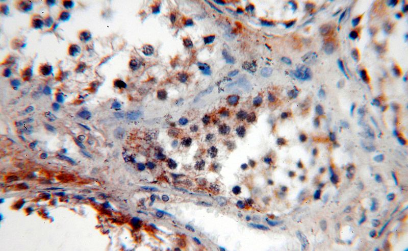 Immunohistochemical of paraffin-embedded human testis using Catalog No:113134(NTF4 antibody) at dilution of 1:100 (under 40x lens)