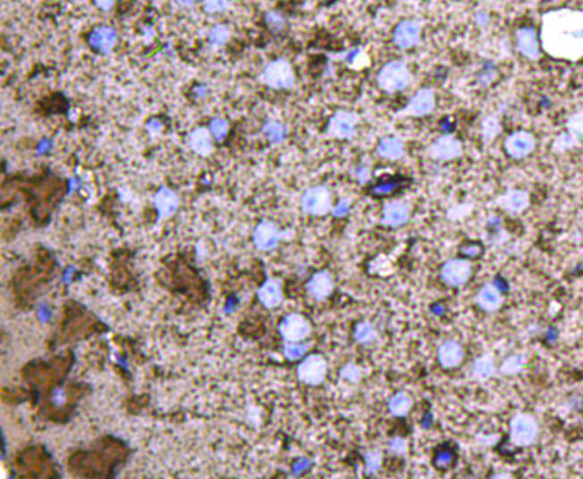 Fig7: Immunohistochemical analysis of paraffin-embedded mouse brain tissue using anti-GAP43 antibody. Counter stained with hematoxylin.