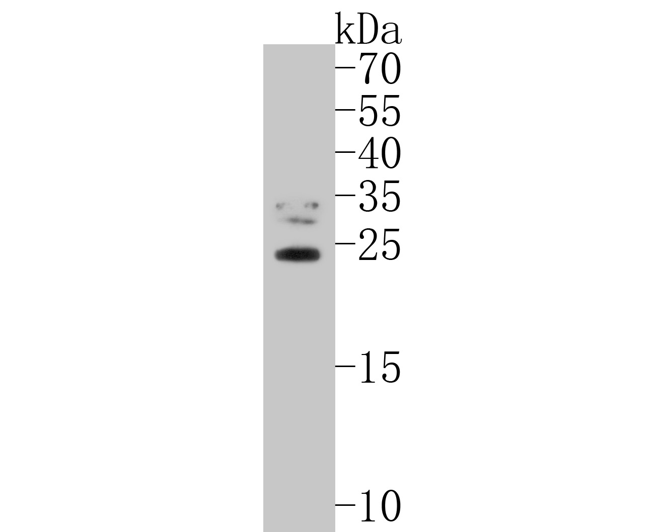 Fig1:; Western blot analysis of TIFY11A on rice tissue lysates. Proteins were transferred to a PVDF membrane and blocked with 5% NFDM/TBST for 1 hour at room temperature. The primary antibody ( 1/1,000) was used in 5% NFDM/TBST at room temperature for 2 hours. Goat Anti-Rabbit IgG - HRP Secondary Antibody (HA1001) at 1:200,000 dilution was used for 1 hour at room temperature.
