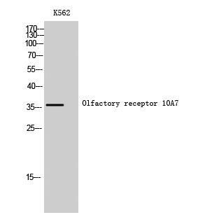 Fig1:; Western Blot analysis of K562 cells using Olfactory receptor 10A7 Polyclonal Antibody