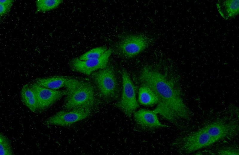 Immunofluorescent analysis of A549 cells using Catalog No:112892(MUC8 Antibody) at dilution of 1:50 and Alexa Fluor 488-congugated AffiniPure Goat Anti-Rabbit IgG(H+L)