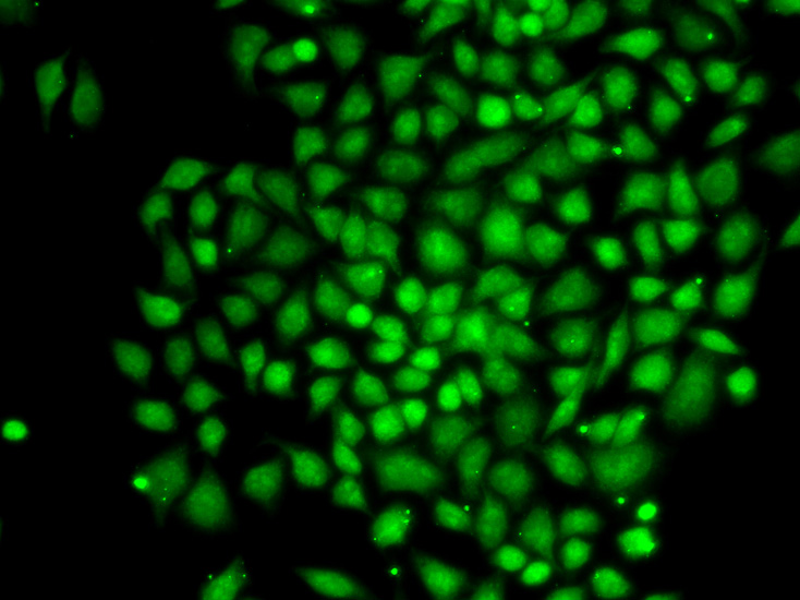 Immunofluorescence - CTCFL Polyclonal Antibody 