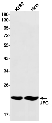 Western blot detection of UFC1 in K562,Hela cell lysates using UFC1 Rabbit mAb(1:1000 diluted).Predicted band size:20kDa.Observed band size:20kDa.