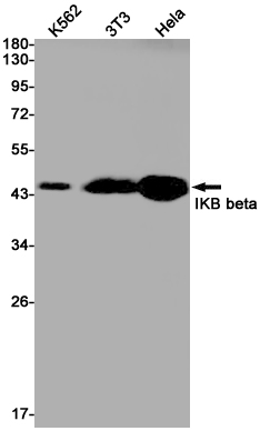Western blot detection of IKB beta in K562,3T3,Hela cell lysates using IKB beta Rabbit pAb(1:1000 diluted).Predicted band size:38kDa.Observed band size:48kDa.
