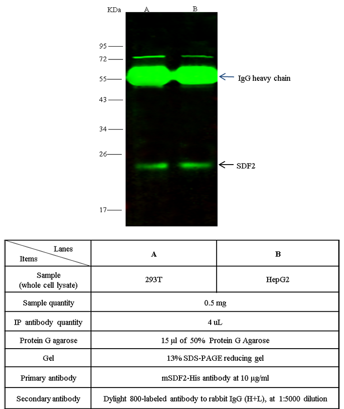 SDF-2 / SDF2 Antibody, Rabbit PAb, Antigen Affinity Purified, Immunoprecipitation