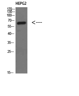 Fig1:; Western Blot analysis of HEPG2 cells using MIA2 Polyclonal Antibody diluted at 1:500. Secondary antibody（catalog#：HA1001) was diluted at 1:20000