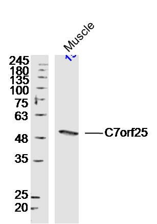 Fig1: Sample:Muscle (Mouse)Lysate at 40 ug; Primary: Anti-C7orf25 at 1/300 dilution; Secondary: IRDye800CW Goat Anti-RabbitIgG at 1/20000 dilution; Predicted band size: 46kD; Observed band size: 50kD