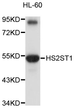 Western blot - HS2ST1 Polyclonal Antibody 