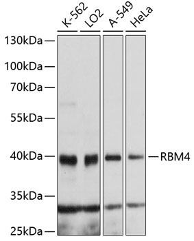 Western blot - RBM4 Polyclonal Antibody 