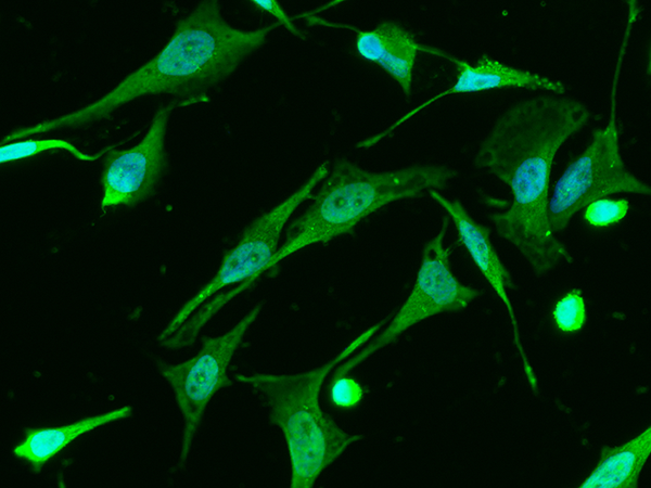CREB1 Antibody, Mouse MAb, Immunofluorescence