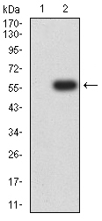 Fig2: Western blot analysis of WDFY3 against HEK293 (1) and WDFY3 (AA: 3277-3526)-hIgGFc transfected HEK293 (2) cell lysate. Proteins were transferred to a PVDF membrane and blocked with 5% BSA in PBS for 1 hour at room temperature. The primary antibody ( 1/500) was used in 5% BSA at room temperature for 2 hours. Goat Anti-Mouse IgG - HRP Secondary Antibody at 1:5,000 dilution was used for 1 hour at room temperature.