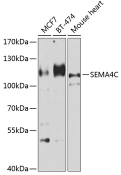 Western blot - SEMA4C Polyclonal Antibody 