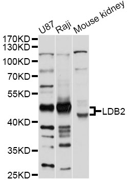 Western blot - LDB2 Polyclonal Antibody 