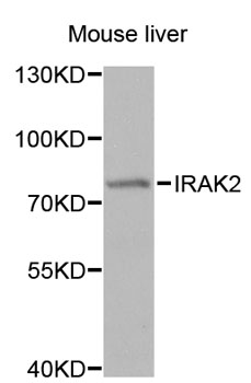 Western blot - IRAK2 Polyclonal Antibody 