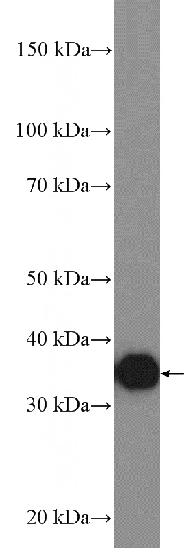 mouse liver tissue were subjected to SDS PAGE followed by western blot with Catalog No:107940(AKR1B10 Antibody) at dilution of 1:1000