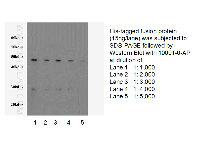 Western blot of 6*His-tagged fusion protein with anti-6*HIS tag (Catalog No:117296) at various dilutions.