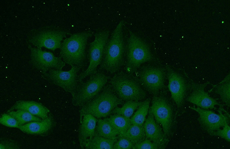 Immunofluorescent analysis of SH-SY5Y cells using Catalog No:107531(UCHL1 Antibody) at dilution of 1:50 and Alexa Fluor 488-congugated AffiniPure Goat Anti-Mouse IgG(H+L)