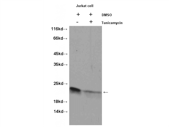 Tunicamycin treated HeLa cells were subjected to SDS PAGE followed by western blot with Catalog No:117142(BID Antibody) at dilution of 1:1000