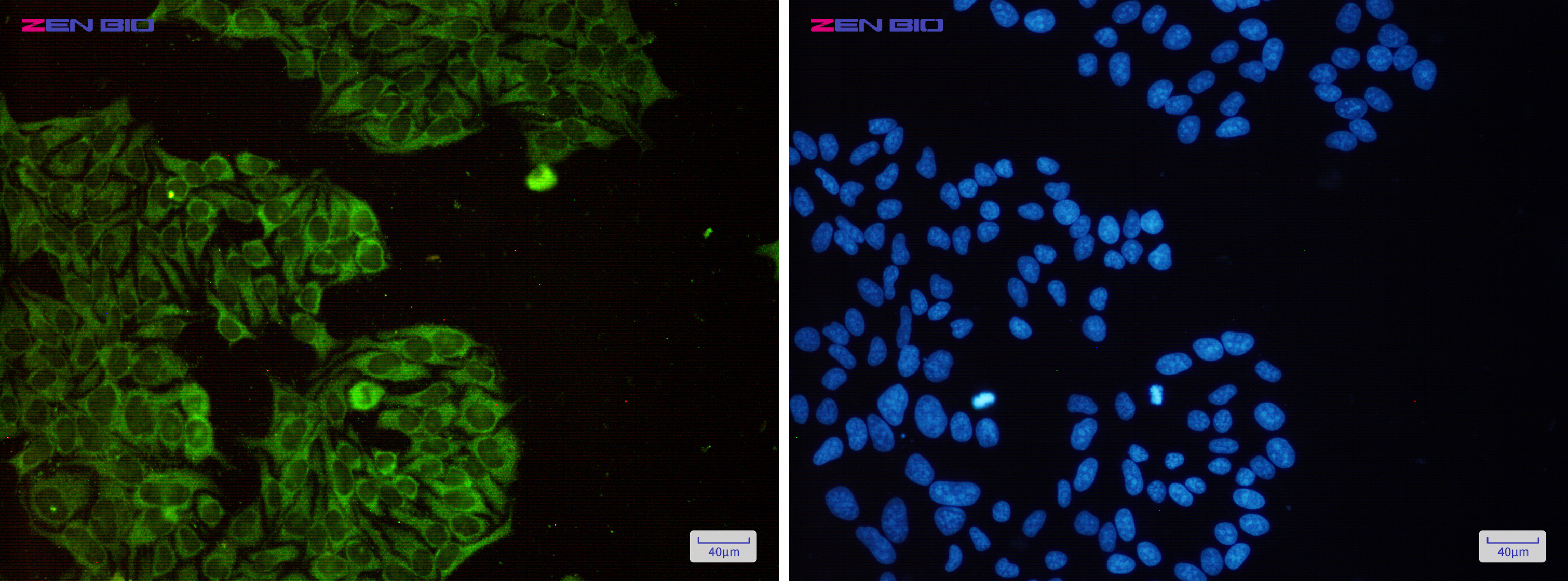 Immunocytochemistry of eIF3B(green) in Hela cells using eIF3B Rabbit pAb at dilution 1/50, and DAPI(blue)