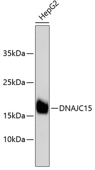 Western blot - DNAJC15 Monoclonal Antibody 