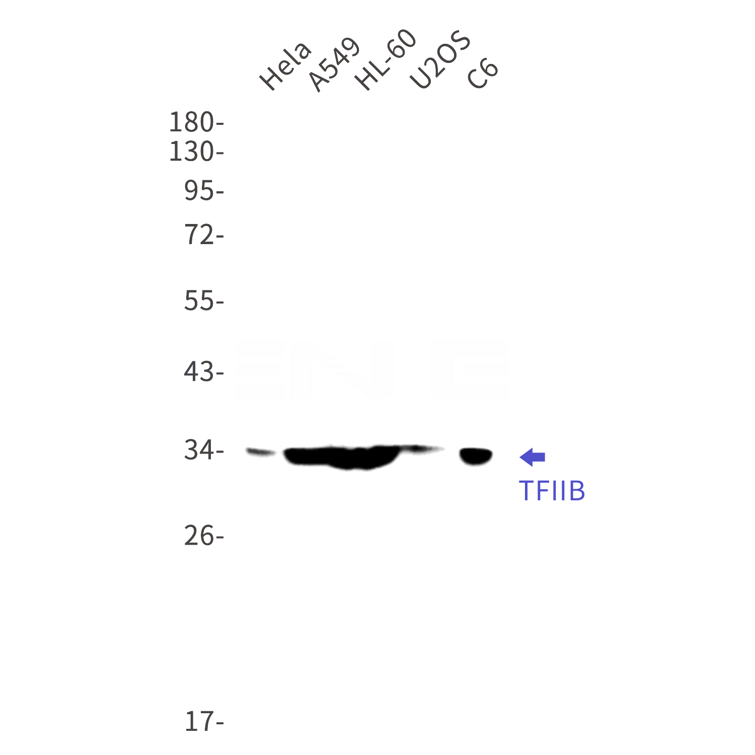 Western blot detection of TFIIB in Hela,A549,HL-60,U2OS,C6 cell lysates using TFIIB Rabbit mAb(1:1000 diluted).Predicted band size:35kDa.Observed band size:35kDa.