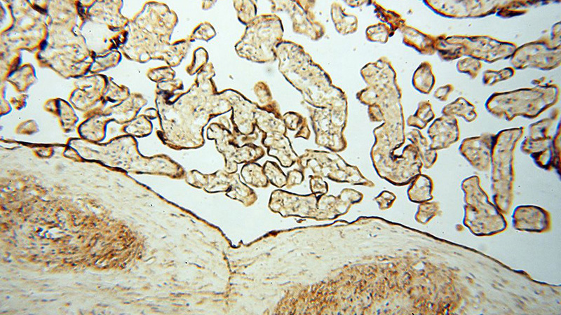 Immunohistochemical of paraffin-embedded human placenta using Catalog No:110546(FBXL8 antibody) at dilution of 1:50 (under 10x lens)