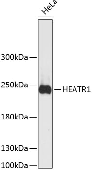 Western blot - HEATR1 Polyclonal Antibody 