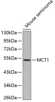 Western blot - MCT1 Polyclonal Antibody 