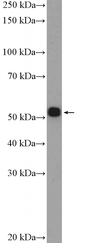PC-12 cells were subjected to SDS PAGE followed by western blot with Catalog No:107838(AGTR1 Antibody) at dilution of 1:600