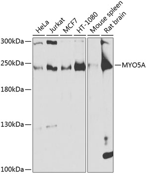 Western blot - MYO5A Polyclonal Antibody 