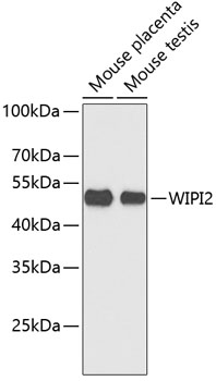 Western blot - WIPI2 Polyclonal Antibody 