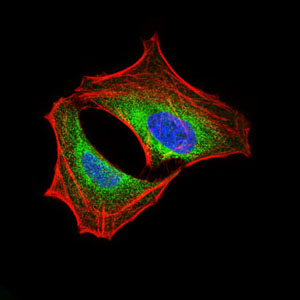 Immunofluorescence analysis of HeLa cells using PIK3R1 mouse mAb (green). Blue: DRAQ5 fluorescent DNA dye. Red: Actin filaments have been labeled with Alexa Fluor-555 phalloidin.