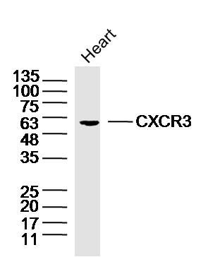 Fig2: Sample:; heart(mouse) Lysate at 40 ug; Primary: Anti-CXCR3 at 1/300 dilution; Secondary: IRDye800CW Goat Anti-Rabbit IgG at 1/20000 dilution; Predicted band size: 41kD; Observed band size: 51kD