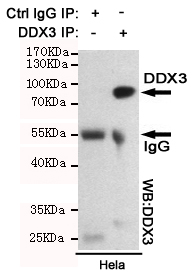 Immunoprecipitation analysis of Hela cell lysates using DDX3 mouse mAb.