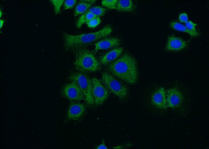 Immunofluorescent analysis of (-20oc Ethanol) fixed MCF-7 cells using Catalog No:114872(RUNDC3B Antibody) at dilution of 1:50 and Alexa Fluor 488-congugated AffiniPure Goat Anti-Rabbit IgG(H+L)