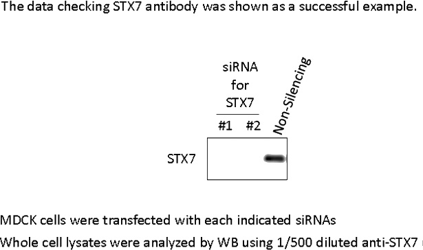 siRNA result of Catalog No:115800(anti-STX7) by Dr.Kazunari Yamashita.