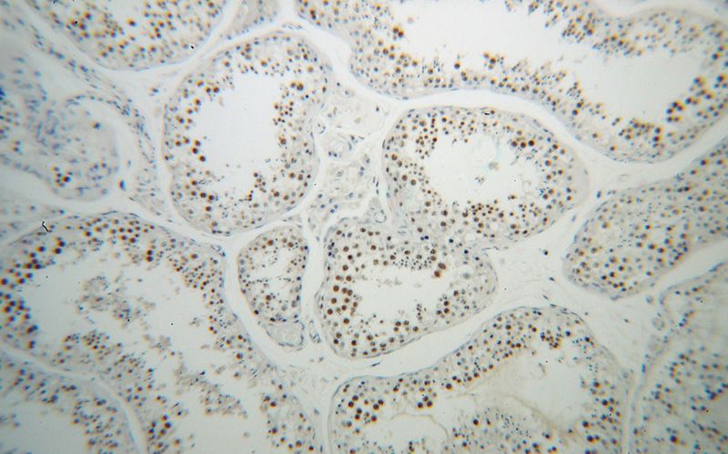 Immunohistochemical of paraffin-embedded human testis using Catalog No:112958(NASP antibody) at dilution of 1:100 (under 10x lens)