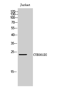 Fig1:; Western Blot analysis of Jurkat cells using CYB561D2 Polyclonal Antibody