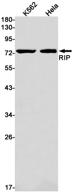 Western blot detection of RIP in K562,Hela cell lysates using RIP Rabbit pAb(1:1000 diluted).Predicted band size:76kDa.Observed band size:76kDa.