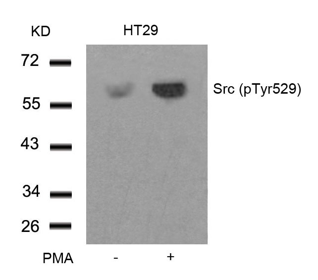 Western blot analysis of extracts from HT29 cells untreated or treated with PMA using Src (Phospho-Tyr529) Antibody .
