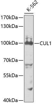 Western blot - CUL1 Polyclonal Antibody 