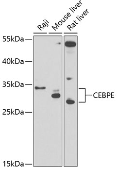Western blot - CEBPE Polyclonal Antibody 