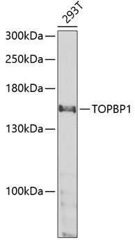 Western blot - TOPBP1 Polyclonal Antibody 