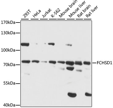 Western blot - FCHSD1 Polyclonal Antibody 